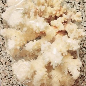 Vintage Pacific Coral